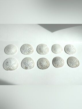 Natural Eastern Pacific White Sand Dollar Accent Set of 10